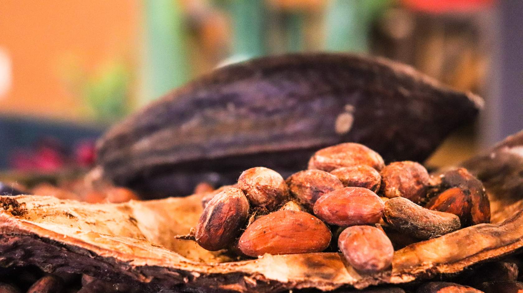 Facilitador Productivo en Cultivo Cacao